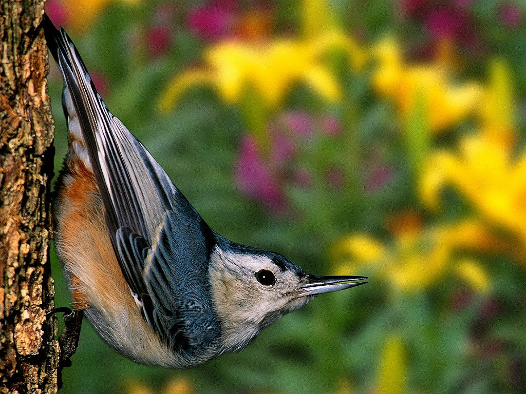 White-breasted Nuthatch, Louisville, Kentucky